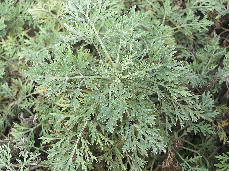 Powis Castle Artemesia (Artemisia 'Powis Castle') in Denver Centennial ...