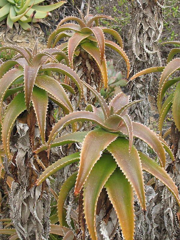 Fibrous Aloe (Aloe fibrosa) at Tagawa Gardens