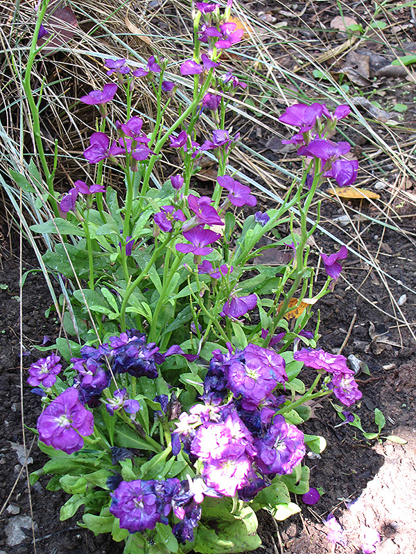 Purple Stock (Matthiola incana 'Purple') at Tagawa Gardens