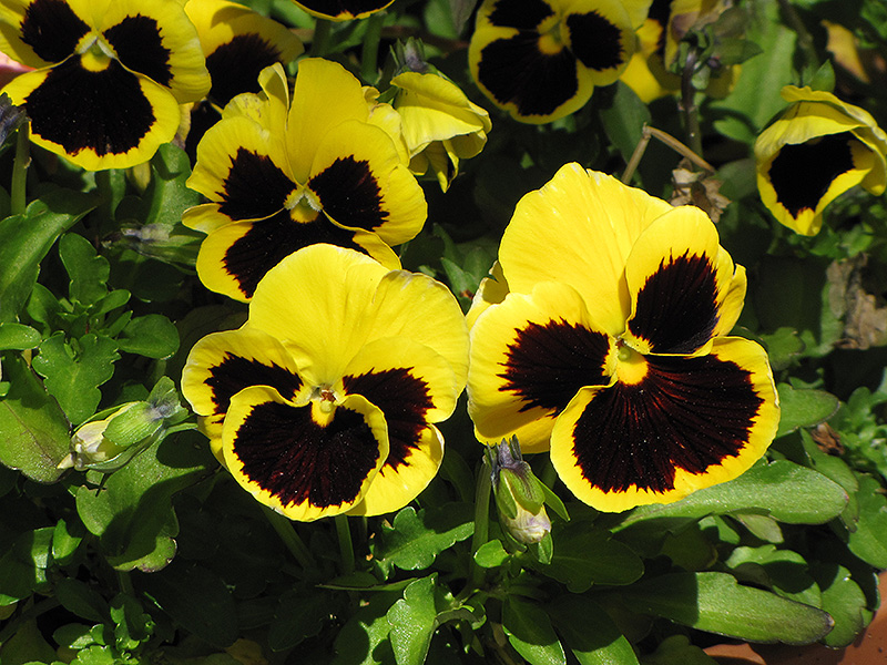 Delta Yellow With Blotch Pansy (Viola x wittrockiana 'Delta Yellow With Blotch') at Tagawa Gardens