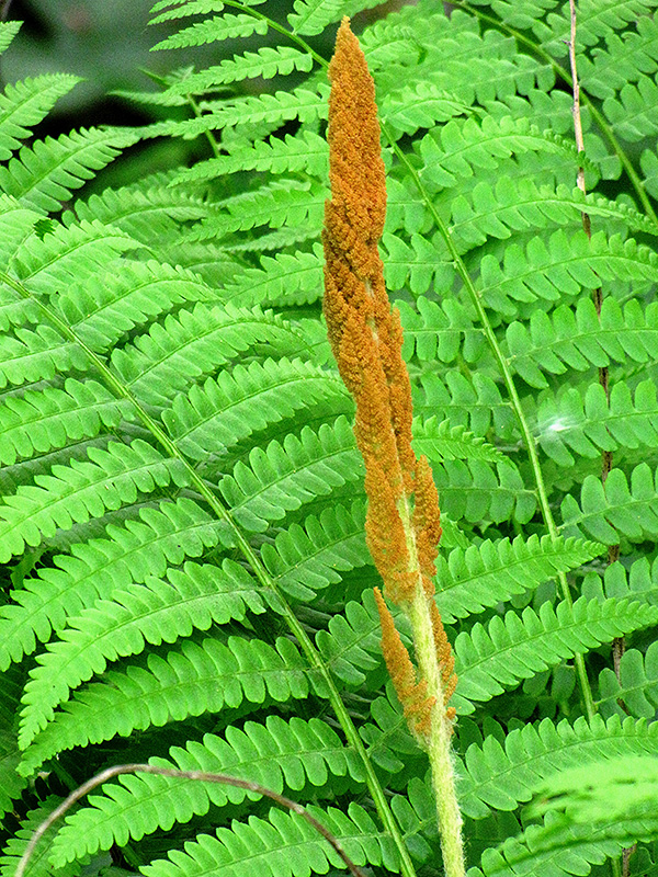 Cinnamon Fern (Osmunda cinnamomea) at Tagawa Gardens