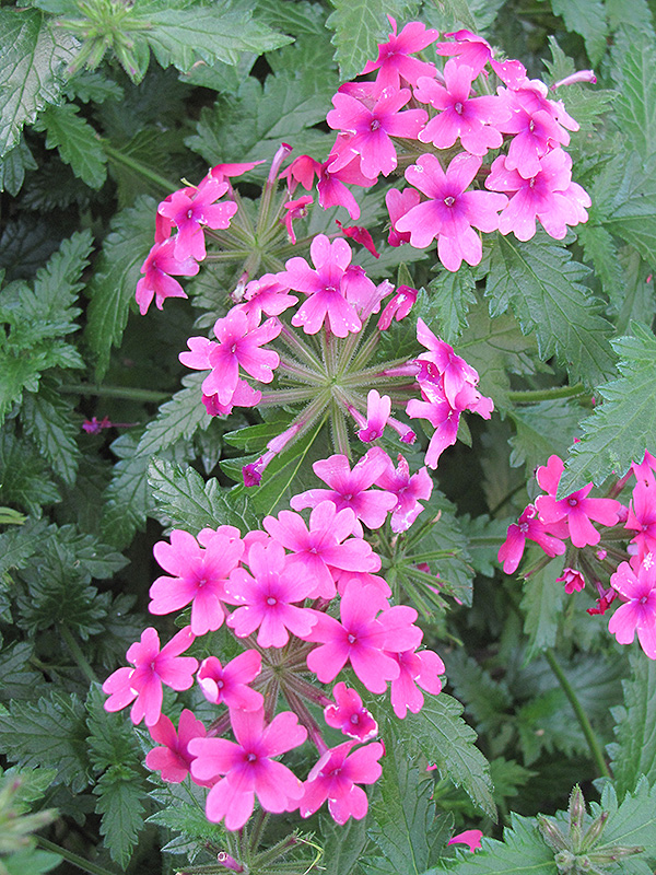 Lanai Bright Eye Verbena (Verbena 'Lanai Bright Eye') in Denver ...