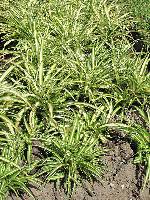 Variegated Spider Plant (Chlorophytum comosum 'Variegatum') at Tagawa Gardens