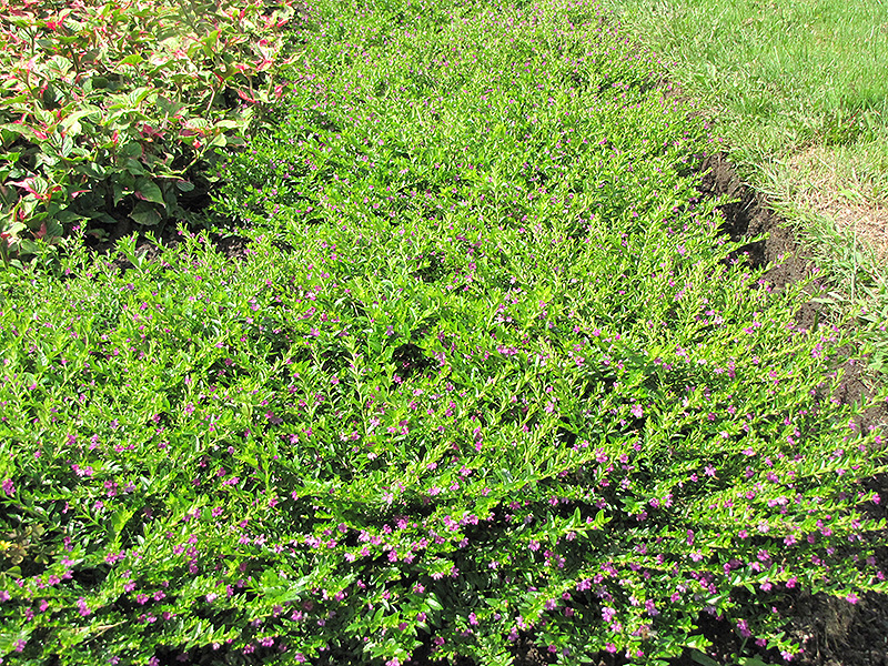 False Heather (Cuphea hyssopifolia) at Tagawa Gardens