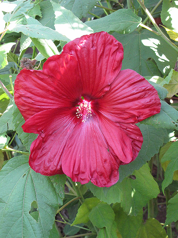 Disco Belle Red Hibiscus (Hibiscus moscheutos 'Disco Belle Red') at Tagawa Gardens