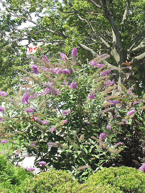 Pink Delight Butterfly Bush (Buddleia davidii 'Pink Delight') at Tagawa Gardens