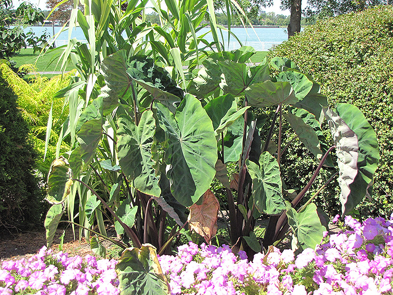 Black Stem Elephant Ear (Colocasia fontanesii) at Tagawa Gardens