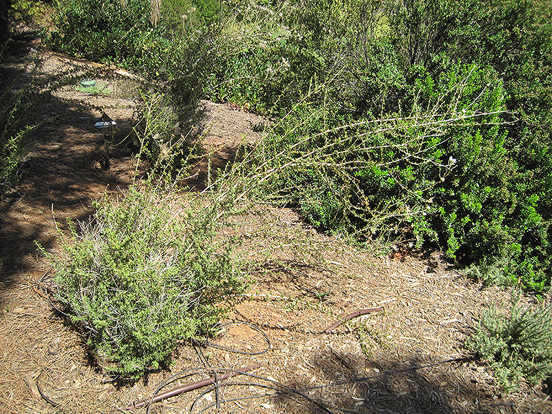 Apache Plume (Fallugia paradoxa) at Tagawa Gardens