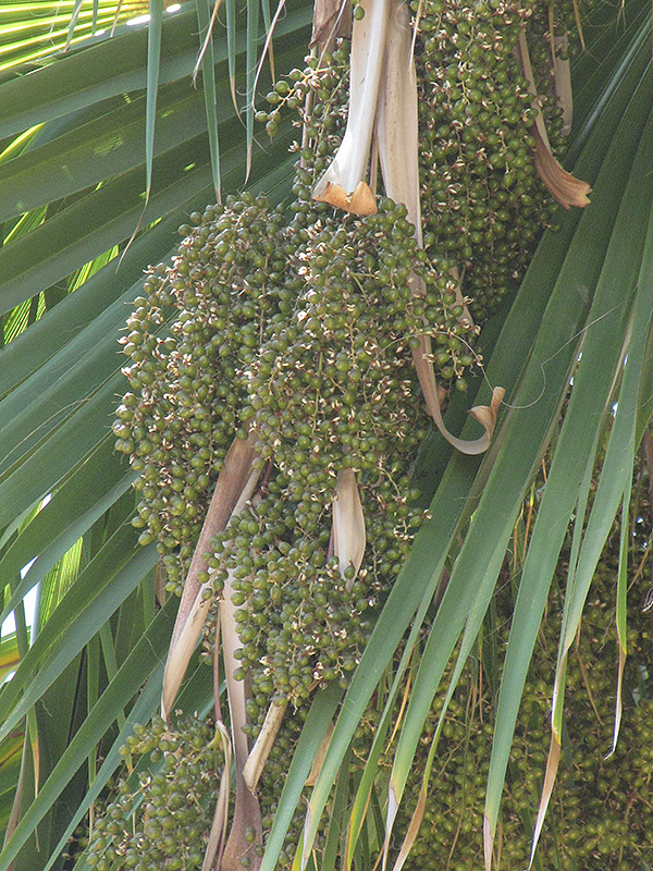 Mexican Fan Palm (Washingtonia robusta) at Tagawa Gardens