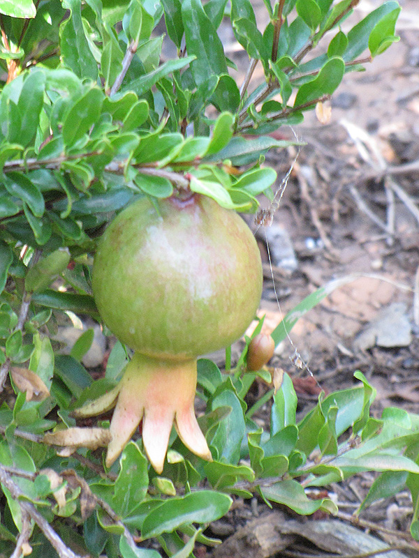 Dwarf Pomegranate (Punica granatum 'Nana') at Tagawa Gardens