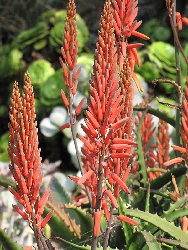 Aloe Vera (Aloe vera) at Tagawa Gardens