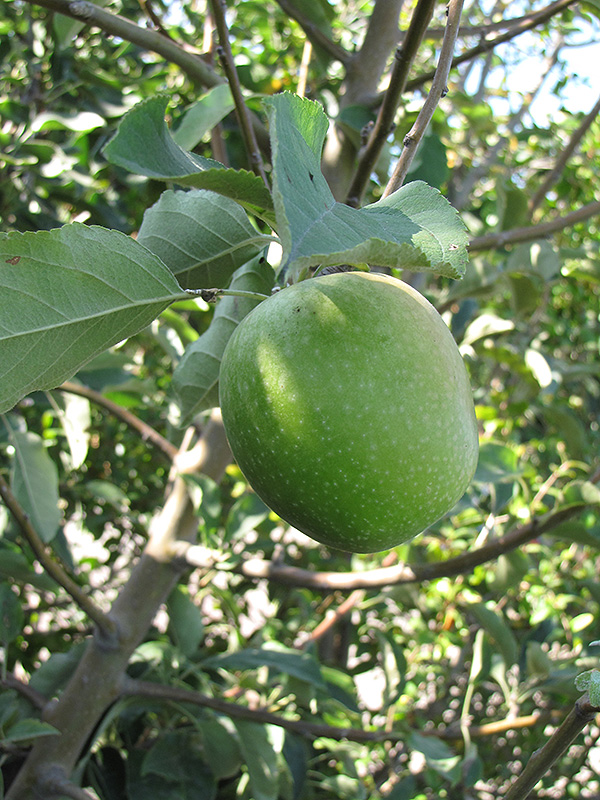 Granny Smith Apple (Malus 'Granny Smith') at Tagawa Gardens