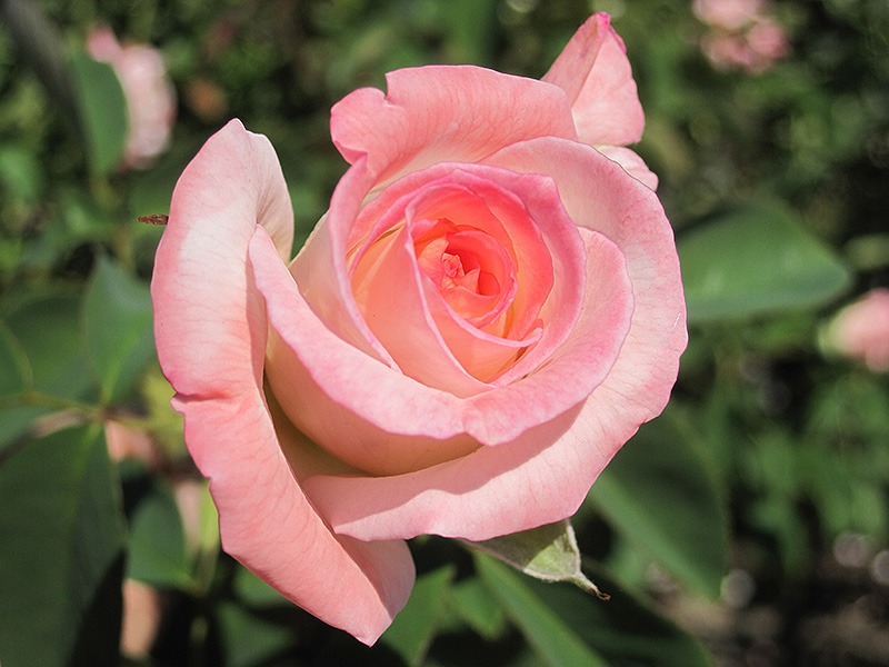 Secret Rose (Rosa 'Secret') at Tagawa Gardens