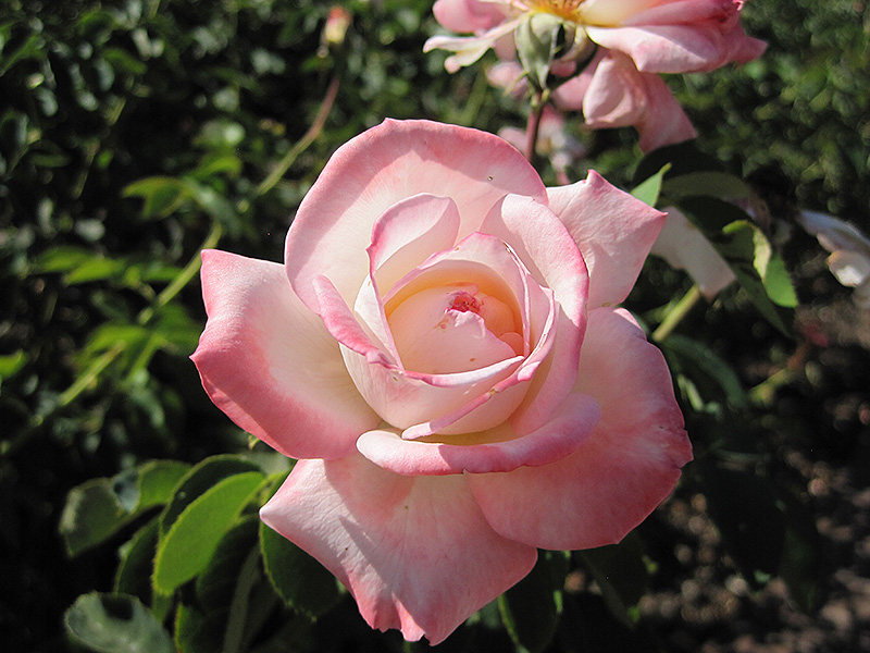 Secret Rose (Rosa 'Secret') at Tagawa Gardens