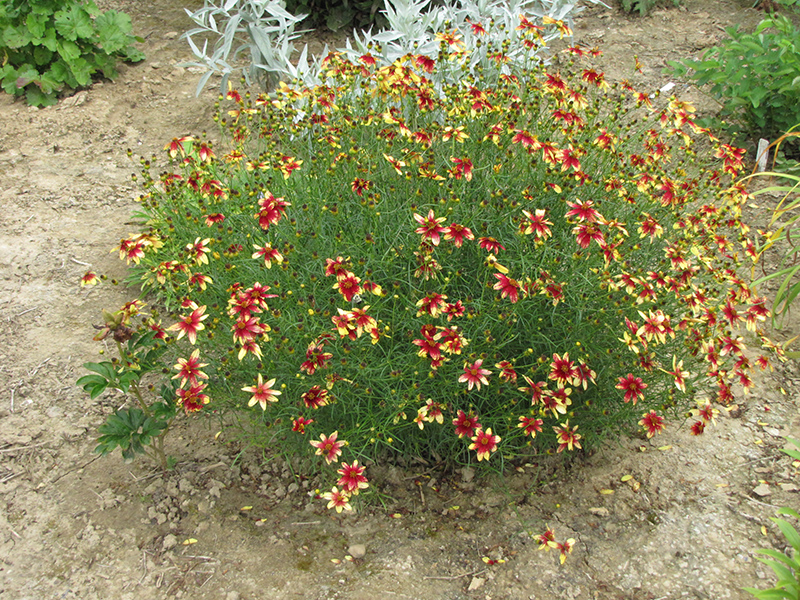 Route 66 Tickseed (Coreopsis verticillata 'Route 66') at Tagawa Gardens