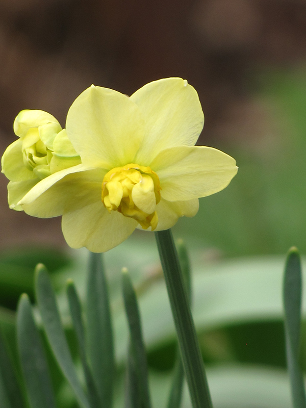 Yellow Cheerfulness Daffodil (Narcissus x poetaz 'Yellow Cheerfulness') at Tagawa Gardens