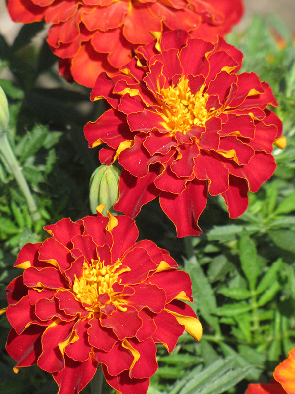Safari Red Marigold (Tagetes patula 'Safari Red') at Tagawa Gardens