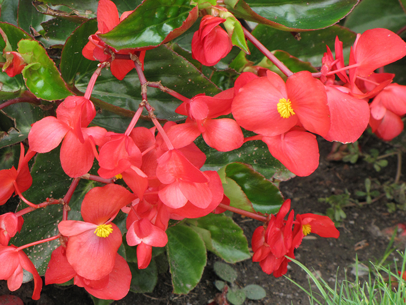 Dragon Wing Red Begonia (Begonia 'Dragon Wing Red') at Tagawa Gardens