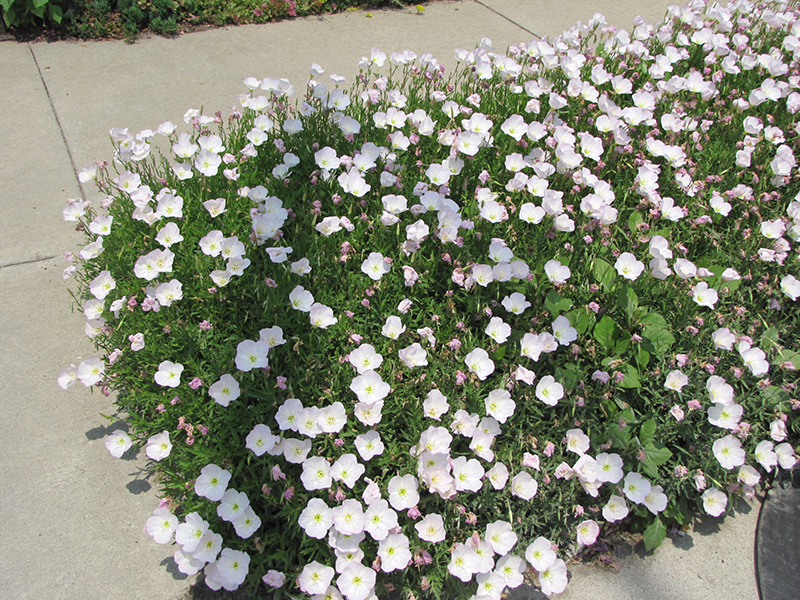 Siskiyou Mexican Evening Primrose (Oenothera berlandieri 'Siskiyou') in ...