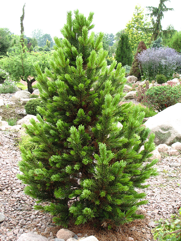 Formal Form Bristlecone Pine (Pinus aristata 'Formal Form') at Tagawa Gardens