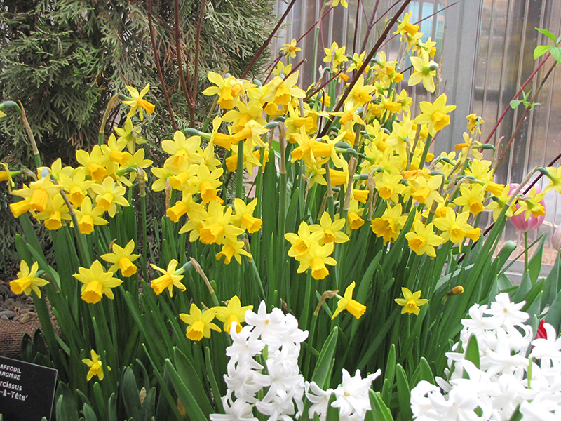 Tete a Tete Daffodil (Narcissus 'Tete a Tete') at Tagawa Gardens