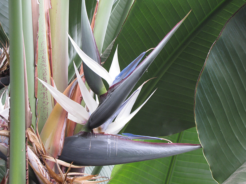 White Bird Of Paradise (Strelitzia nicolai) at Tagawa Gardens