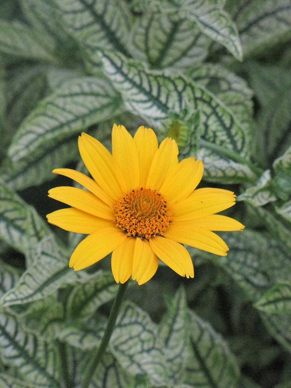 Loraine Sunshine False Sunflower (Heliopsis helianthoides 'Loraine Sunshine') at Tagawa Gardens