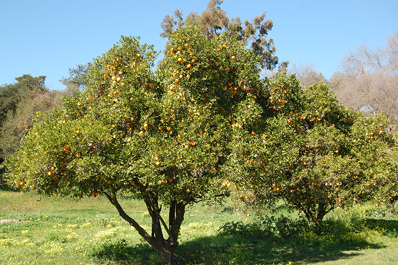 Washington Navel Orange (Citrus sinensis 'Washington Navel') at Tagawa Gardens