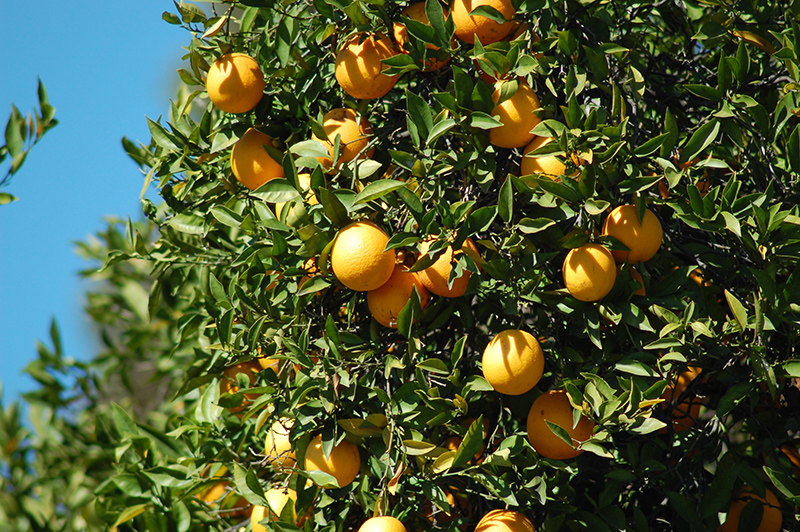 Washington Navel Orange (Citrus sinensis 'Washington Navel') at Tagawa Gardens