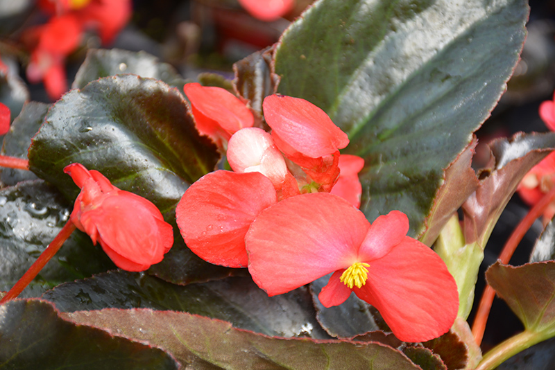 Whopper Red with Bronze Leaf Begonia (Begonia 'Whopper Red Bronze Leaf') at Tagawa Gardens