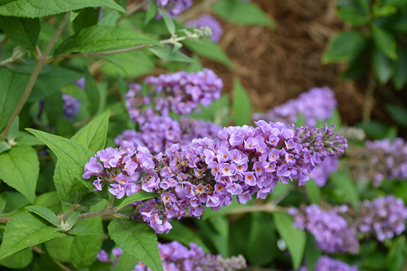 Lo And Behold Blue Chip Dwarf Butterfly Bush (Buddleia 'Blue Chip') at Tagawa Gardens