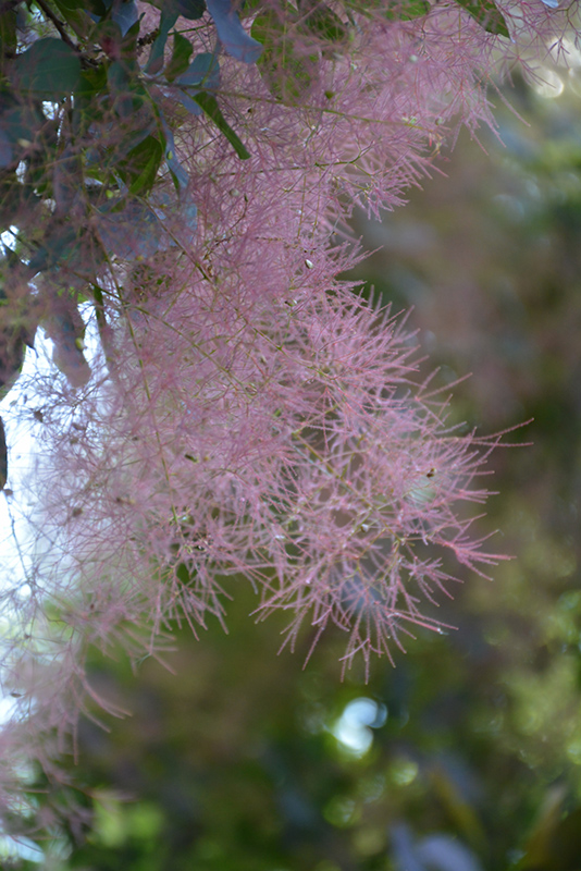 Royal Purple Smokebush (Cotinus coggygria 'Royal Purple') at Tagawa Gardens