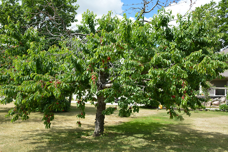 Bing Cherry (Prunus avium 'Bing') at Tagawa Gardens