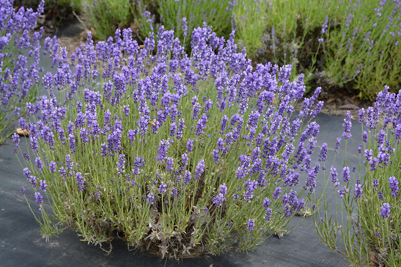 Hidcote Lavender (Lavandula angustifolia 'Hidcote') at Tagawa Gardens