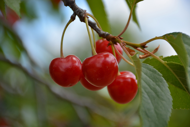 Montmorency Cherry (Prunus 'Montmorency') at Tagawa Gardens
