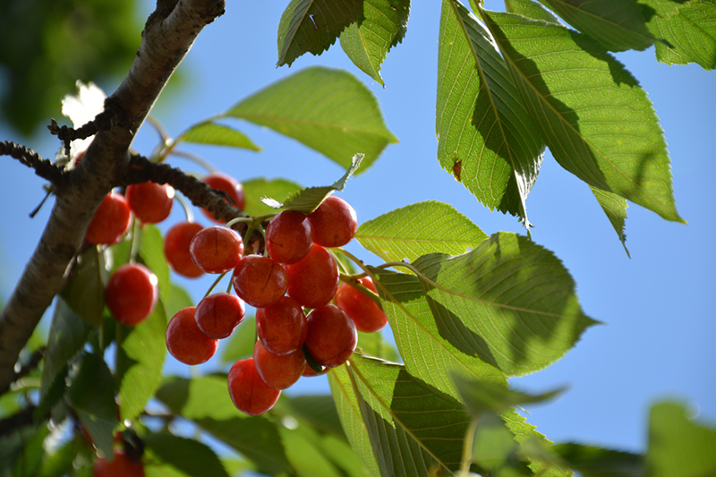 Rainier Cherry (Prunus avium 'Rainier') at Tagawa Gardens