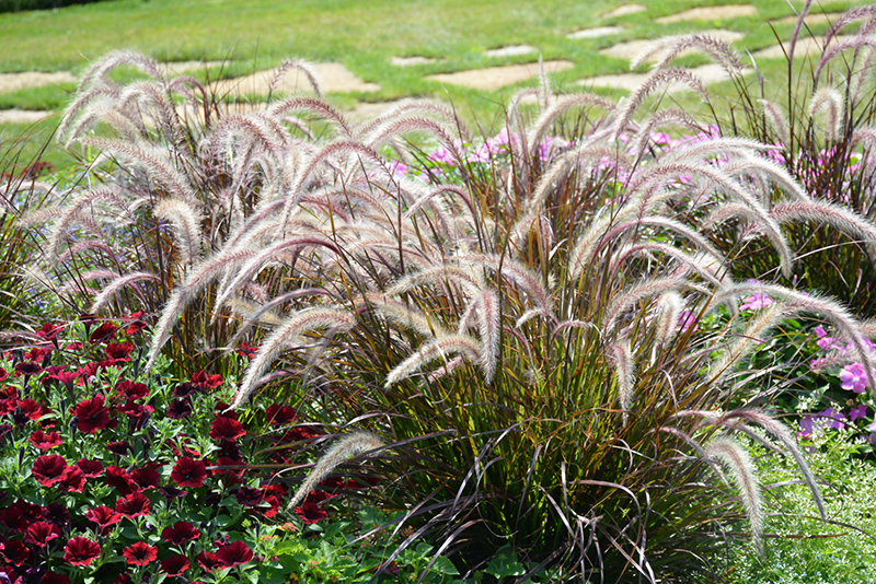 Fountain Grass (Pennisetum setaceum) at Tagawa Gardens