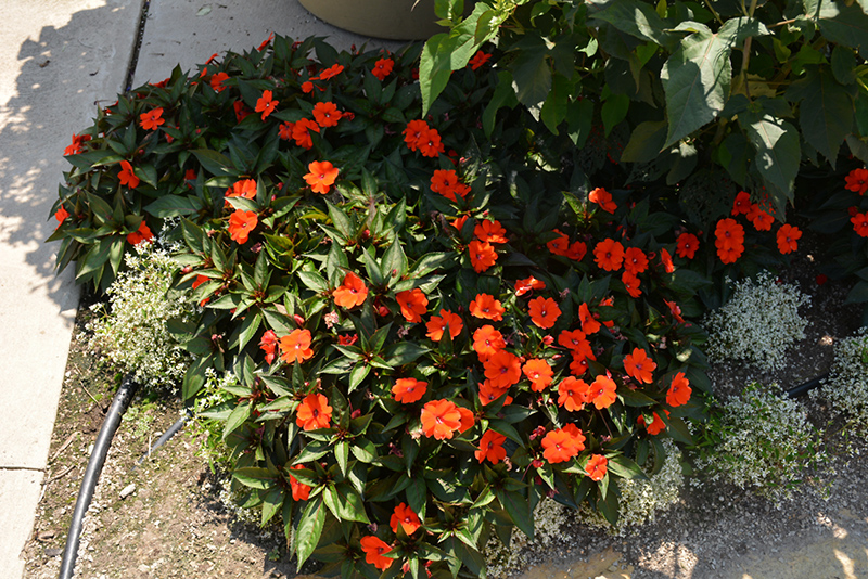 SunPatiens Compact Orange New Guinea Impatiens (Impatiens 'SunPatiens Compact Orange') at Tagawa Gardens