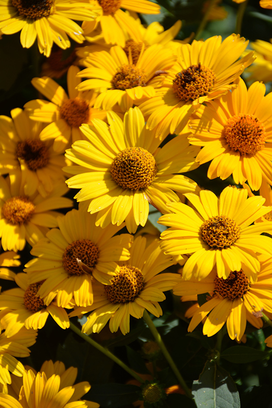 Tuscan Sun False Sunflower (Heliopsis helianthoides 'Tuscan Sun') at Tagawa Gardens