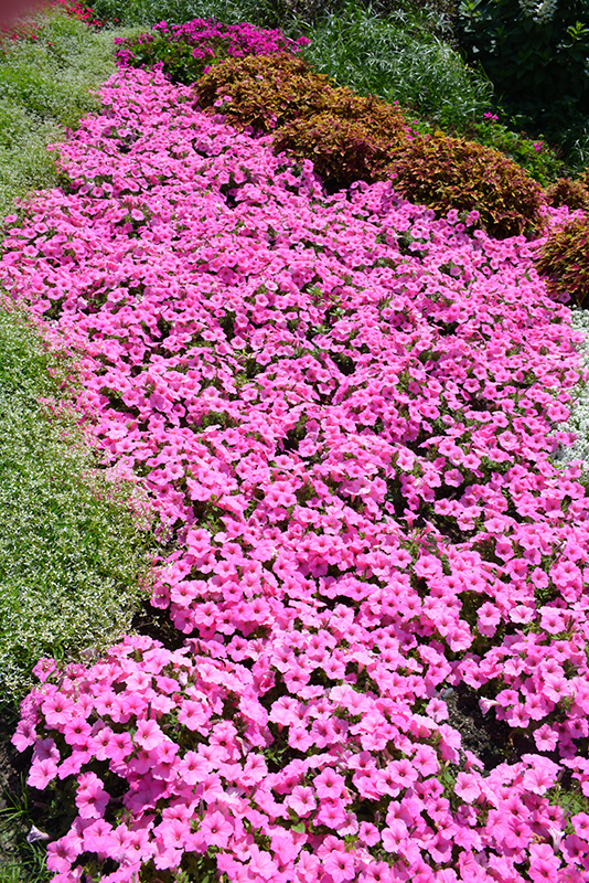 Supertunia Vista Bubblegum Petunia (Petunia 'Supertunia Vista Bubblegum') at Tagawa Gardens