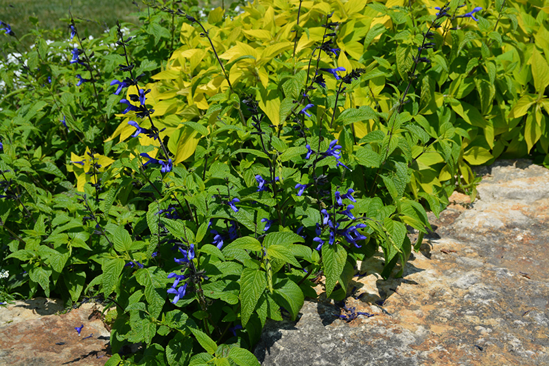 Black And Blue Anise Sage (Salvia guaranitica 'Black And Blue') at Tagawa Gardens