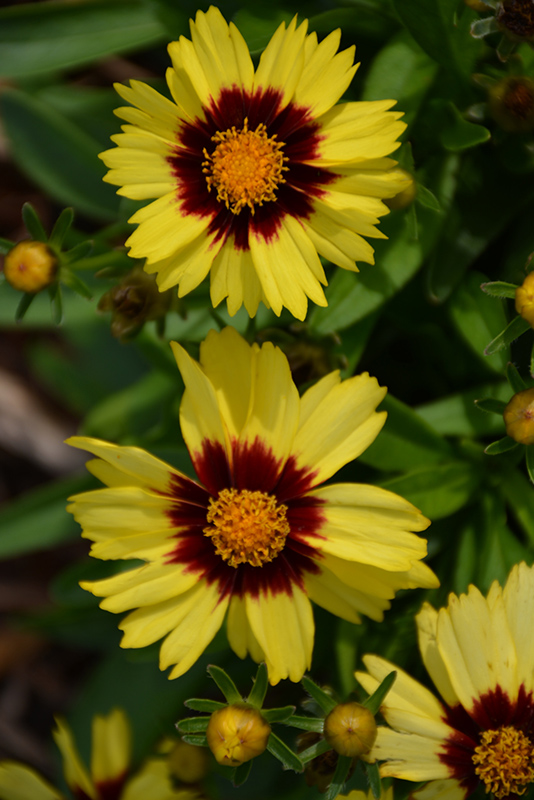 UpTick Yellow and Red Tickseed (Coreopsis 'Baluptowed') at Tagawa Gardens