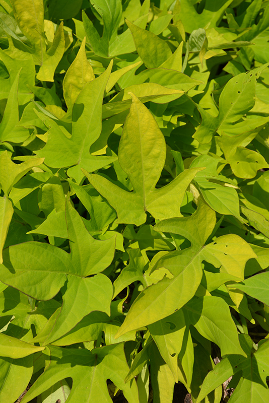 Sweet Georgia Light Green Sweet Potato Vine (Ipomoea batatas 'Sweet Georgia Light Green') at Tagawa Gardens