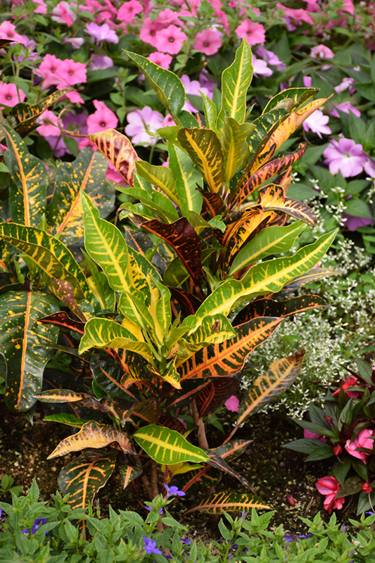 Variegated Croton (Codiaeum variegatum) at Tagawa Gardens