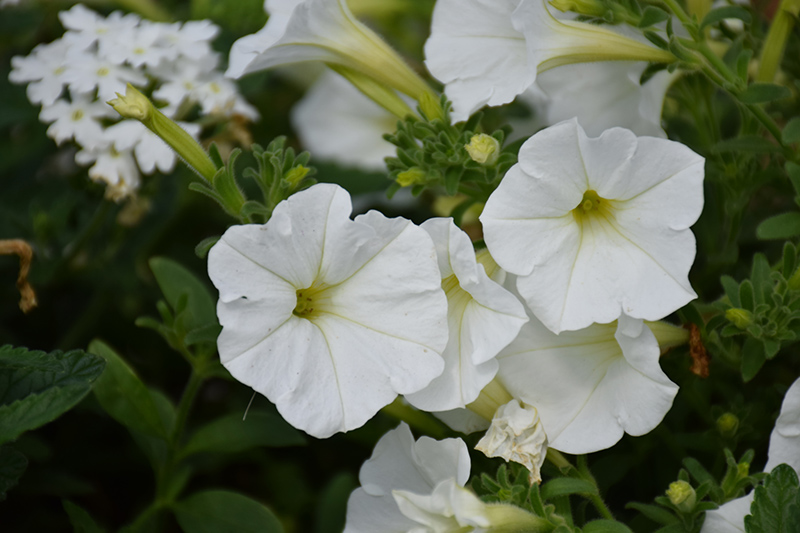 Supertunia White Petunia (Petunia 'Supertunia White') at Tagawa Gardens