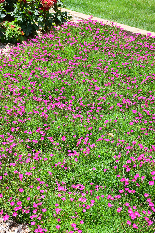 Kahori Pinks (Dianthus 'Kahori Pink') at Tagawa Gardens