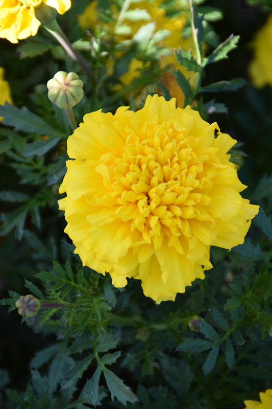 Little Hero Yellow Marigold (Tagetes patula 'Little Hero Yellow') at Tagawa Gardens