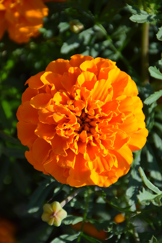 Hero Orange Marigold (Tagetes patula 'Hero Orange') at Tagawa Gardens