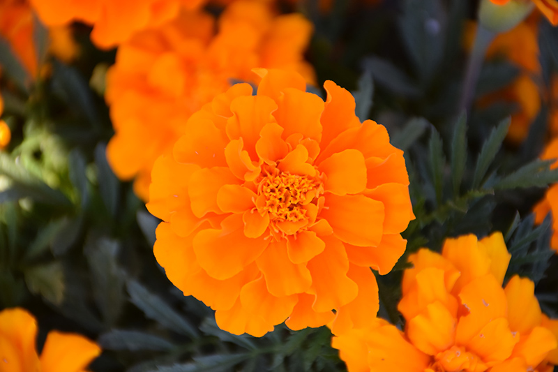 Durango Orange Marigold (Tagetes patula 'Durango Orange') at Tagawa Gardens