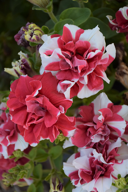 Double Madness Red and White Petunia (Petunia 'Double Madness Red and White') at Tagawa Gardens